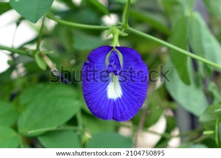 Telang flower or Clitoria ternatea is a plant from the Fabaceae family