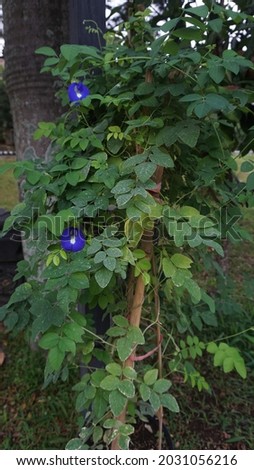 Telang flower (Clitoria ternatea) is a vine commonly found in the yard or edge of the forest. The plant is native to tropical Asia, but has now spread throughout the tropics.