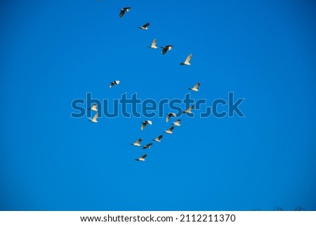 Similar – Four Bird Kite Red kite