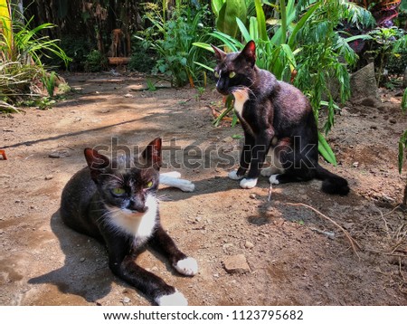 telepathic two cats
