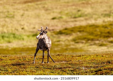 Telephot shot of a group of running reindeer in Northern Norway. - Powered by Shutterstock