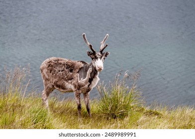 Telephot shot of a reindeer in Northern Norway. - Powered by Shutterstock