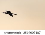 Telephoto of an African Darter - Anhinga rufa- in flight along the Chobe river, Botswana.