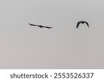 Telephoto of an African Darter - Anhinga rufa- in flight along the Chobe river, Botswana.