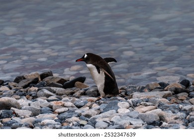 Telephoto shot of aGentoo Penguin -Pygoscelis papua- walking along the rocky shore of Cuverville island, on the Antarctic peninsula - Powered by Shutterstock