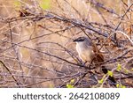 Telephoto of a White-browed Coucal - Centropus superciliosus- hiding in the bushes in the Samburu National reserve in Kenya.