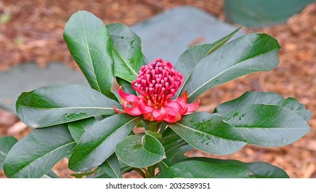 Telopea Speciosissima Or Australian Waratah