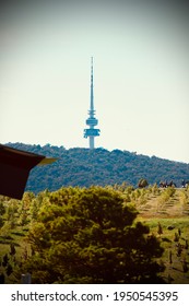 Telstra Tower From Nature Of Canberra