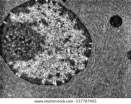 TEM Showing Nucleus Proteinsynthesizing Cell Nuclear Stock Photo (Edit