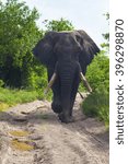 Tembe Elephant