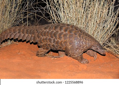 Temmincks ground pangolin (Manis temminckii) in natural habitat, South Africa