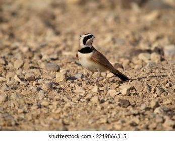 Temmincks lark, Eremophila bilopha, single bird on ground, Jordan, October 2022 - Shutterstock ID 2219866315