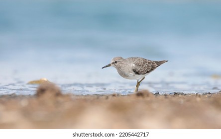 Temminck`s Stint (Calidris temminckii) is a migratory bird, starting in the fall in Scandinavia and Russia, predominantly from the lower parts of the Arctic Circle, reaching North and Central Africa. - Shutterstock ID 2205442717