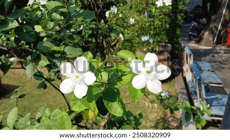 Tempel jasmine is easily recognized by its white flowers and petals. Named after Wrightia antidysenterica, Dr. William Wright who discovered this plant
