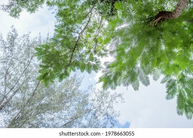 Temperate Broadleaf And Mixed Forest