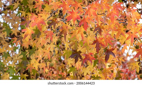  Temperate Broadleaf And Mixed Forest