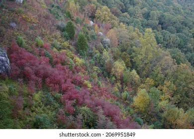 Temperate Broadleaf And Mixed Forest