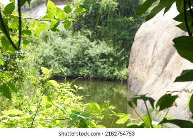 Temperate Broadleaf And Mixed Forest