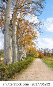 Temperate Broadleaf And Mixed Forest In Autumn