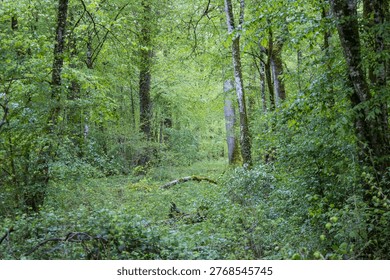 temperate climate forest in spring, deciduous trees, green undergrowth, nature