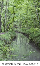 temperate climate forest in spring, deciduous trees, green undergrowth, nature