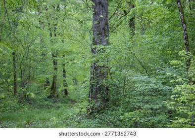 temperate climate forest in spring, deciduous trees, green undergrowth, nature