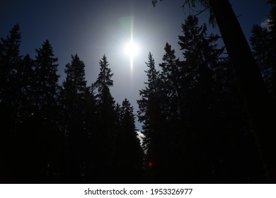 Temperate Coniferous Forest In Sweden Jonkoping