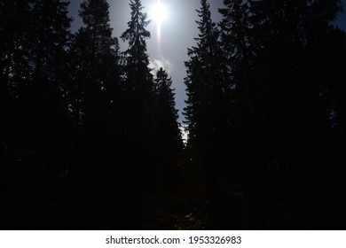 Temperate Coniferous Forest In Sweden Jonkoping