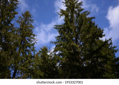 Temperate Coniferous Forest In Sweden Jonkoping