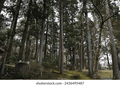 Temperate coniferous forest is a terrestrial biome defined by the World Wide Fund for Nature. 