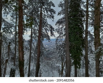 Temperate Coniferous Forest In Wintertime