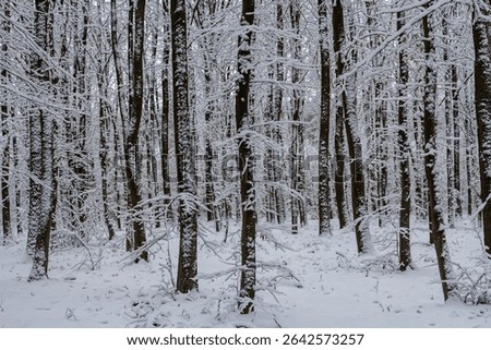 Temperate, deciduous forest with snow covered hornbeam Carpinus betulus trees.