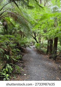 Temperate Rain forests , Maits Rainforest walking track , VICTORIA AUSTRALIA 


