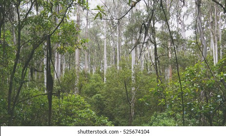Temperate rainforest at the Great Ocean Road in Victoria, Australia