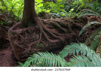 Temperate Rainforest In Olympic National Park USA