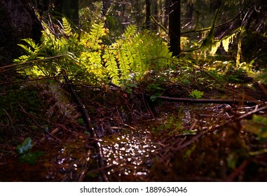  Temperate Rainforest Undergrowth. A Lush, Pacific Northwest Temperate Rainforest Floor Of The Pacific Northwest.

                              