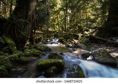 Temperate rainforest in Vancouver, British Columbia
