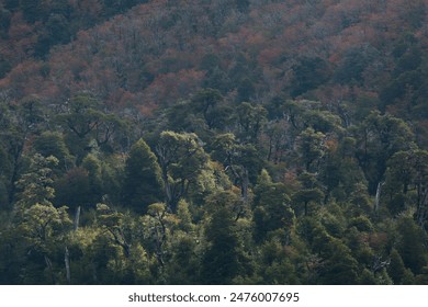 Temperate rainforest view during fall with green and red foliagem patch of sunlight shining over the forest. Villarrica National Park, Chile.