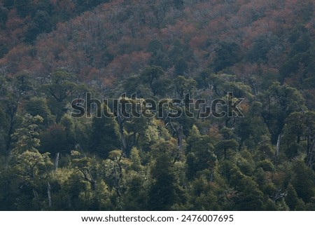Temperate rainforest view during fall with green and red foliagem patch of sunlight shining over the forest. Villarrica National Park, Chile. 