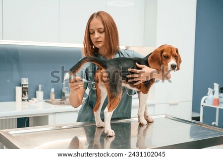 Temperature of the body, holding thermometer. Woman veterinarian is with dog in the clinic.