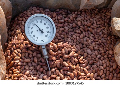 Temperature measurement of cocoa beans fermented in wooden barrels, to maintain the quality of cocoa flavor, Cocoa beans are fermented in a wooden box to develop the chocolate flavor.