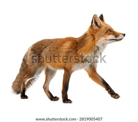 Tempest Fox Tempest Fox Walking Confidently Isolated On White Background