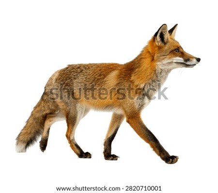 Tempest Fox Tempest Fox Walking Confidently Isolated On White Background