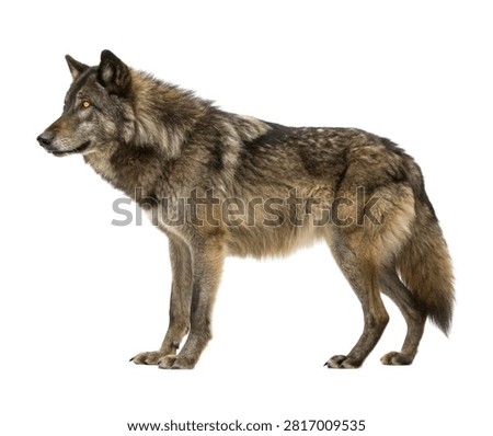 Tempest Wolf Tempest Wolf Full Body Side Vie Isolated On White Background