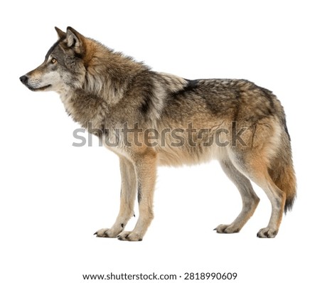 Tempest Wolf Tempest Wolf Full Body Side Vie Isolated On White Background