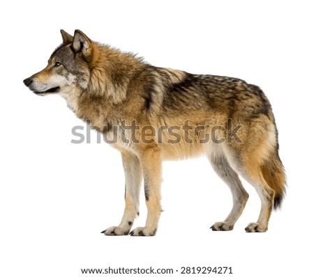Tempest Wolf Tempest Wolf Full Body Side Vie Isolated On White Background