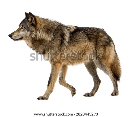 Tempest Wolf Tempest Wolf Full Body Side Vie Isolated On White Background