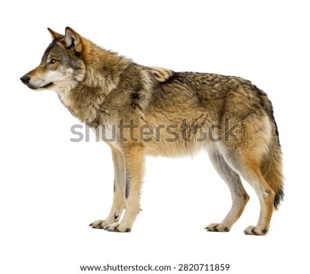 Tempest Wolf Tempest Wolf Full Body Side Vie Isolated On White Background