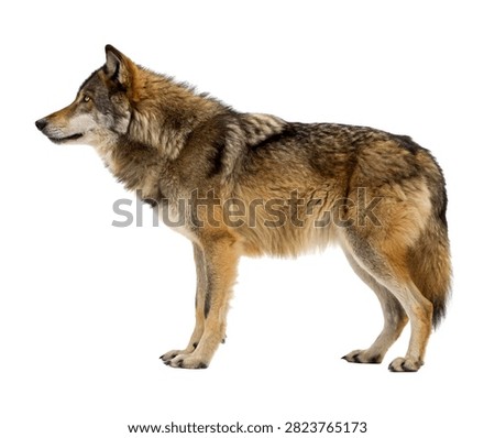 Tempest Wolf Tempest Wolf Full Body Side View Isolated On White Background