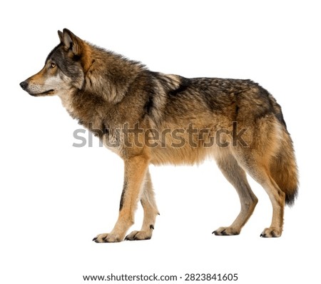 Tempest Wolf Tempest Wolf Full Body Side Vie Isolated On White Background